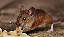 24 Hour & Emergency Exterminators in Rice Lake, WI